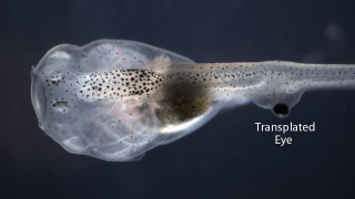 Illustration for article titled Bizarre eyeball transplant allows tadpoles to see out of their tails